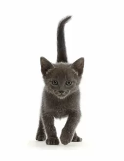 Domestic Animal Collection: RF - Blue British shorthair kitten, walking