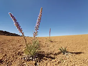 Boraginaceae Prints: RF - Blue bugloss (Echium auberianum)