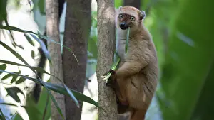 Asparagaceae Prints: RF - Blue-eyed black lemur (Eulemur flavifrons) female