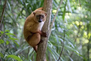 Brown Lemurs Prints: RF - Blue-eyed black lemur (Eulemur flavifrons) female