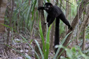 Brown Lemurs Prints: RF - Blue-eyed black lemur (Eulemur flavifrons) male