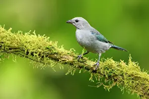 Montane Forest Prints: RF - Blue-grey tanager (Thraupis episcopus) male