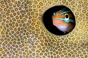 Misool Prints: RF - Blue striped fangblenny (Plagiotremus rhinorhynchos) peering out from hole in a hard coral