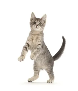 2019 January Highlights Gallery: RF - Blue tabby kitten, 12 weeks, jumping up