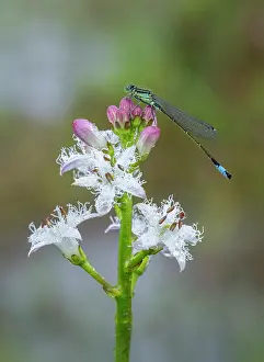 Asterales Prints: RF - Blue-tailed damselfly (Ischnura elegans) male
