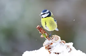 Somerset Prints: RF - Blue tit (Cyanistes caeruleus) perched on a stick in snow
