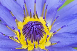 Nymphaea Prints: RF - Blue waterlily (Nymphaea caerulea) close up into centre of flower