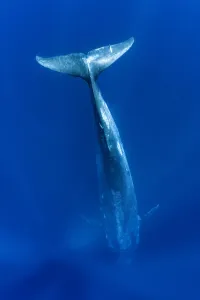 Sea Life Prints: RF - Blue whale (Balaenoptera musculus) diving vertically down into the ocean to feed