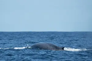 Azores Prints: RF - Blue whale (Balaenoptera musculus) dorsal fin above water surface