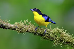 Montane Forest Prints: RF - Blue-winged mountain tanager (Anisognathus somptuosus) male