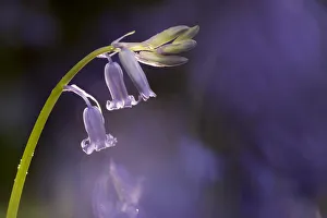 Hyacinthoides Prints: RF - Bluebell (Hyacinthoides non-scripta) close-up. Lanhydrock woodland, Cornwall, UK