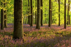 Asparagaceae Prints: RF - Bluebell (Hyacinthoides non-scripta) woodland in early morning sunlight