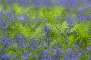 Pteridophytina Prints: RF- Bluebells (Hyacinthoides non-scripta / Endymion scriptum) flowering in Broad buckler fern
