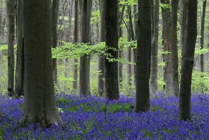 Asparagaceae Prints: RF - Bluebells (Hyacinthoides non-scripta) in flower in woodland in spring