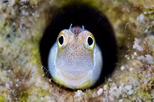 RF - Bluebelly blenny (Alloblennius pictus) looking out from hole in the reef, Gubal Island, Egypt, Red Sea