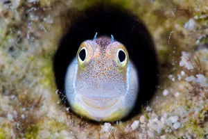 Looking Prints: RF - Bluebelly blenny (Alloblennius pictus) looking out from hole in the reef