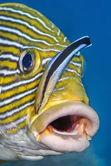 Misool Prints: RF - Bluestreak cleaner wrasse (Labroides dimidiatus) tending to Ribboned sweetlips