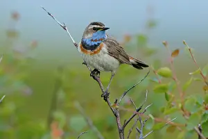 Plumage Prints: RF - Bluethroat (Luscinia svecica) male