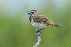 Plumage Prints: RF - Bluethroat (Luscinia svecica) male