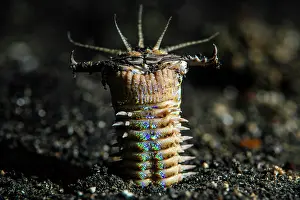 Annelid Prints: RF - Bobbit worm (Eunice sp.) emerging from the sediment at night to catch fish