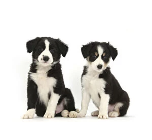 Images Dated 24th November 2010: RF- Border Collie puppies, age 6 weeks