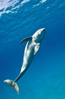Dolphins Collection: RF- Bottlenose dolphin (Tursiops truncatus) swimming in a spiral movement, Sandy Ridge