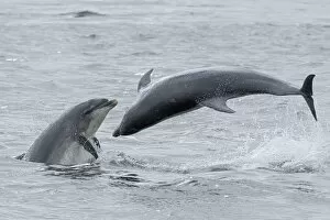 RF - Bottlenose dolphins (Tursiops truncatus) porpoising, Chanonry Point, Moray Firth