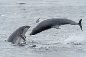 RF - Bottlenose dolphins (Tursiops truncatus) porpoising, Chanonry Point, Moray Firth