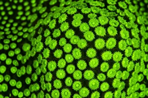 Anthozoans Gallery: RF- Boulder star coral (Montastrea annularis) showing fluorescent green coloration