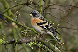 Fringillidae Prints: RF - Brambling (Fringilla montifringilla) perched on branch