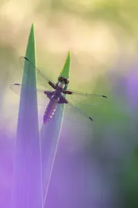 April 2022 Highlights Prints: RF - Broad-bodied chaser dragonfly (Libellula depressa) resting on reeds