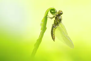 Pteridophytina Prints: RF - Broad-bodied chaser (Libellula depressa) newly emerged (teneral)