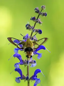 Lepidopterans Prints: RF - Broad-bordered bee hawk-moth (Hemaris fuciformis) resting on a flower