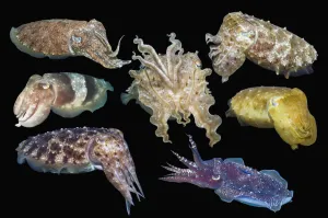 Composite Images Prints: RF - Broadclub cuttlefish (Sepia latimanus) composite image showing variation of colour and shape