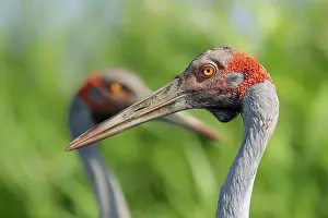 Gruidae Prints: RF - Brolgas (Grus rubicunda) pair