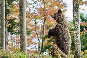 Alertness Prints: RF - Brown bear (Ursus arctos) female