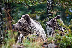 RF - Brown bear (Ursus arctos) female, aged 7 years, with cub, aged 10 months, standing in forest, Crna Gora private forest, Croatia. October