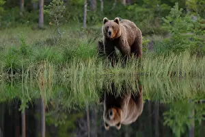 Waters Edge Prints: RF - Brown bear (Ursus arctos) female and cub standing at edge of pool in forest