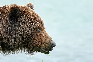 Ursidae Prints: RF - Brown bear (Ursus arctos) female with wet fur
