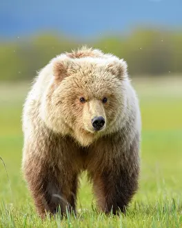Meadow Prints: RF - Brown bear (Ursus arctos) sub-adult standing in sedge meadow