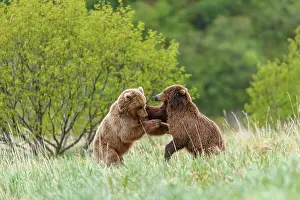 Play Fights Prints: RF - Two Brown bear (Ursus arctos) sub-adults play-fighting