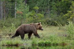 Pool Prints: RF - Brown bear (Ursus arctos) walking along edge of pool in forest clearing