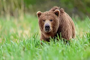 Ursidae Prints: RF - Brown bear (Ursus arctos) walking through long grass