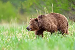Ursidae Prints: RF - Brown bear (Ursus arctos) walking through long grass