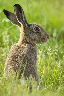 Animal Ears Gallery: RF - Brown hare (Lepus europaeus) adult in arable field, Scotland, UK, August