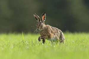 RF - Brown Hare (Lepus europaeus) running through field of grass, Scotland, UK.May