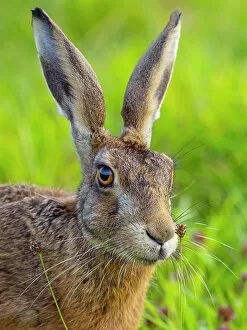 RF - Brown hare (Lepus europaeus) head portrait, Norfolk, UK. August. (This image may be licensed either as rights)