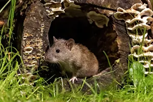 France Prints: RF - Brown rat (Rattus norvegicus) peering out from a hole in a fungi-covered hollow log