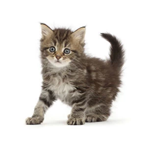 Adorable Gallery: RF - Brown tabby kitten, age 6 weeks