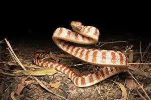 Reptile Prints: RF - Brown tree snake (Boiga irregularis) in defensive posture